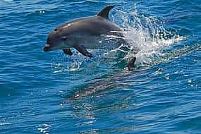 صورة 1 Dolphin Watching in the Wild - Half Day