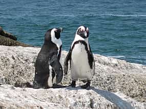 Foto 1 Visita guiada privada de un día a los pingüinos de la Península del Cabo