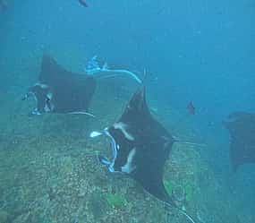 Foto 1 Desde Bali: Excursión de un día con almuerzo y esnórquel en la bahía de Manta, Nusa Penida
