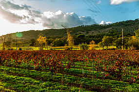 Fotografie 1 Small Group Arrábida Wine Full-day Tour