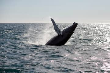 Whale Watching Tour