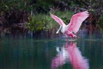 Everglades Holiday Park Tour