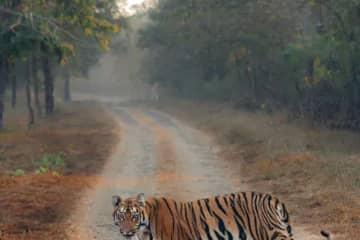 4-Day Private Jaipur & Ranthambore Wildlife Tour