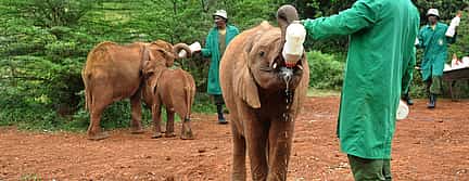 Foto 3 Excursión de un día al Centro de Jirafas, Orfanato de Elefantes y Bomas de Kenia desde Nairobi
