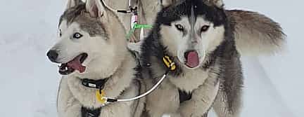 Photo 3 Dog Sledding on Snow