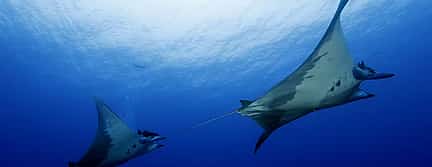 Photo 3 Become a Certified Open Water Diver from Azores - Faial Island  - Your Underwater Adventure Starts Here!