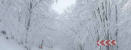 Φωτογραφία 3 Discover Sabaduri Forest & More: National Park Adventure