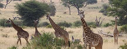 Foto 3 Full-day Tour to Tarangire National Park from Arusha