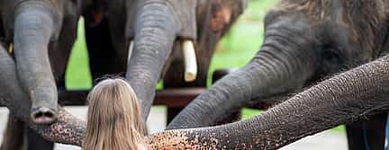 Foto 2 Excursión en elefante en Ubud