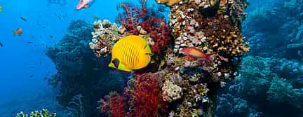 Photo 2 Snorkeling Trip in Sharm el-Sheikh