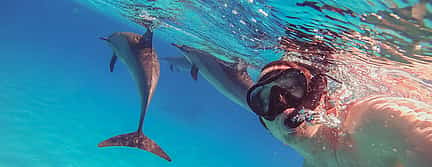 Foto 2 Schwimmen mit Delfinen und Schnorcheln Tour von Marsa Alam