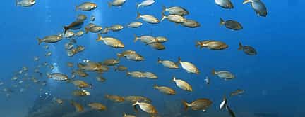 Photo 2 Become a Certified Open Water Diver from Azores - Santa Maria Island  - Your Underwater Adventure Starts Here!