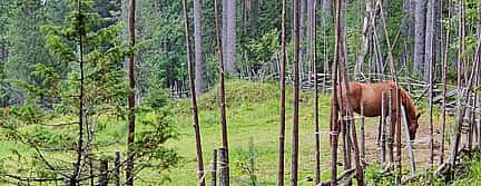Фото 3 Самый сокровенный секрет Хельсинки. Волшебный поход в таежный лес