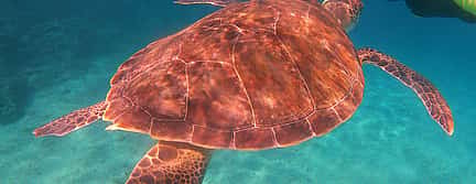 Photo 3 Adventure guided Snorkeling safari trips