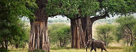 Foto 2 Full-day Tour to Tarangire National Park from Arusha