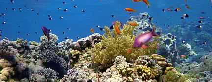 Photo 2 Royal Sea Scope Semi-Submarine Sharm Tour