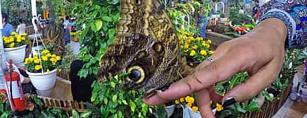 Photo 3 Dubai Butterfly Garden Tour with private transfers