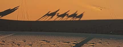 Photo 3 Camel Back Ride in the Moroccan Sahara