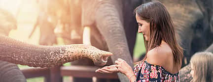 Foto 3 Elefanten-Tour in Ubud