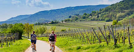 Foto 3 Fahrradtour durch die Weinberge von Binissalem und Weinverkostung