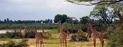 Photo 2 2-Day Tour to Mikumi Safari from Dar es Salaam