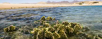 Photo 3 Snorkeling Trip in Sharm el-Sheikh