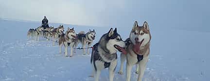 Photo 2 Dog Sledding on Snow