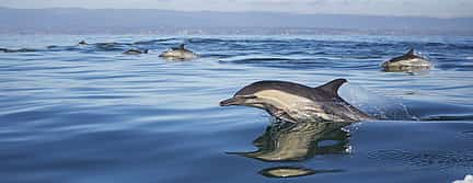 Photo 3 Dolphin and Birds Watching Private Tour