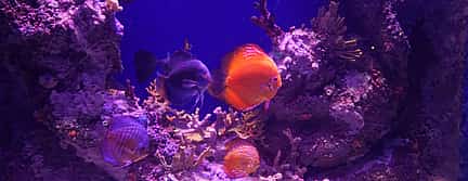 Фото 3 Экскурсия в аквариум из Анталии