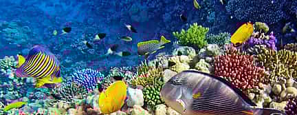 Photo 3 Royal Sea Scope Semi-Submarine Sharm Tour