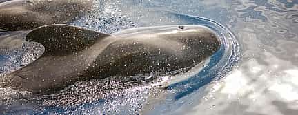 Фото 2 Катамаран для наблюдения за китами в Коста-Адехе