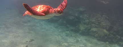 Photo 2 Adventure guided Snorkeling safari trips