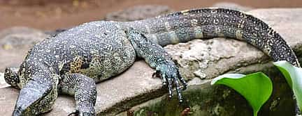 Photo 3 Meserani Snake Park Walking Tour from Arusha