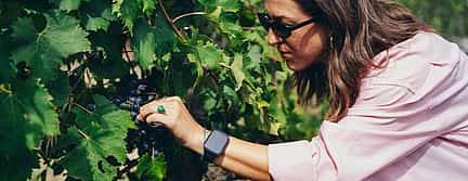 Photo 2 Afternoon in Tuscany with a Local Sommelier. Your Chianti Escape