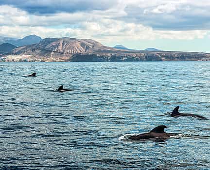 Фото 2 Тенерифе: Роскошный опыт наблюдения за китами и дельфинами на яхте Opera 60