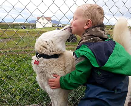 Photo 2 Siberian Husky Kennel Visit