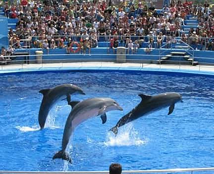 Photo 2 Dolphin Show in Sharm el Sheikh with Transfer