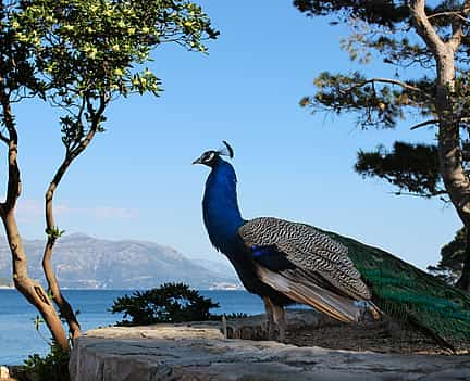 Photo 2 Lokrum Island Walking Tour