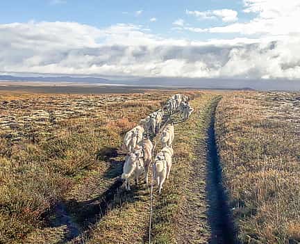 Photo 2 Siberian Husky Cart Ride