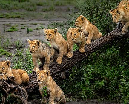 Photo 2 4-day Spectacular Serengeti Migration Safari