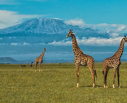 Foto 2 Excursión de un día al Monte Kilimanjaro desde Arusha