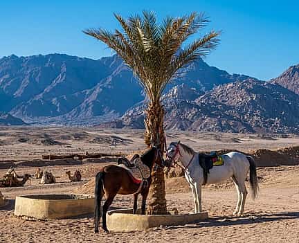 Foto 2 Paseos a caballo en Sharm El Sheikh