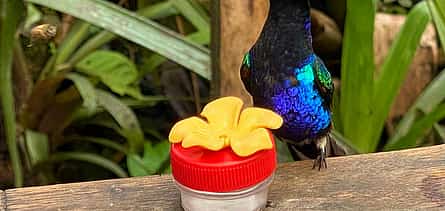 Photo 2 Mindo Cloud Forest Day Tour Nature, Wildlife & Chocolate Experience