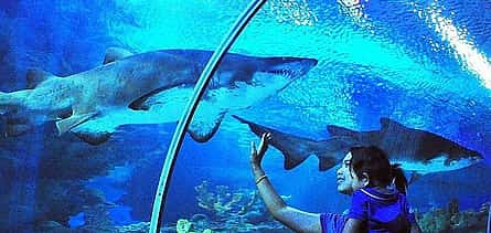 Photo 2 Antalya Aquarium with Entrance & Roundtrip Transfer from Alanya