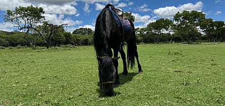 Photo 2 Elephant enrichment, Horseback Safari & Lion Exploration Tour