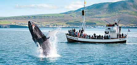 Photo 2 Húsavík Original Whale Watching