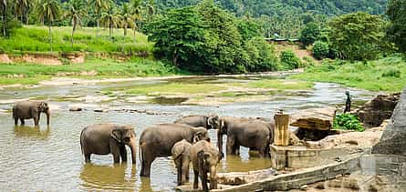 Foto 2 Excursión de día completo a Kandy y Pinnawala