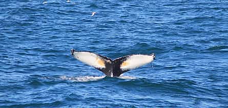 Foto 2 Avistamiento de Ballenas