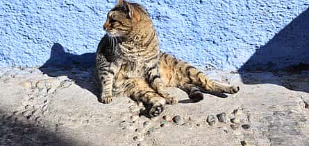 Photo 2 Private Day Trip To Chefchaouen From Fes