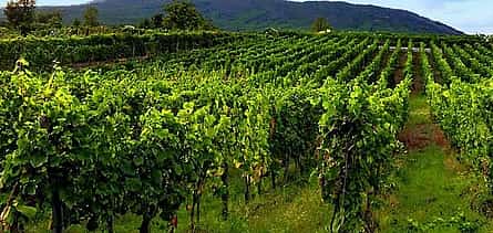 Photo 2 Visit Sorrento, Pompeii & enjoy Wine-Tasting lunch (8-hour tour)